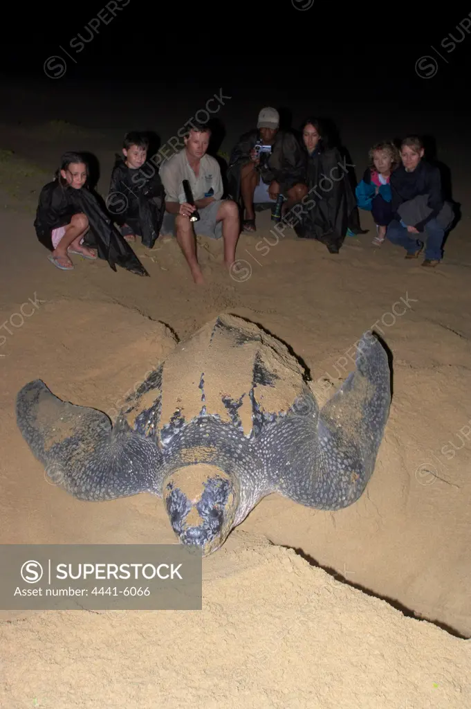Tourists on turtle tour watching Leatherback Turtle (Dermochelys coriacea). Thonga Beach Lodge. Thongaland. KwaZulu Natal. South Africa
