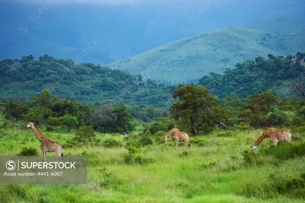 Giraffe (Giraffa camelopardalis). Songimvelo Nature Reserve. Near Barbeton. Mpumalanga. South Africa
