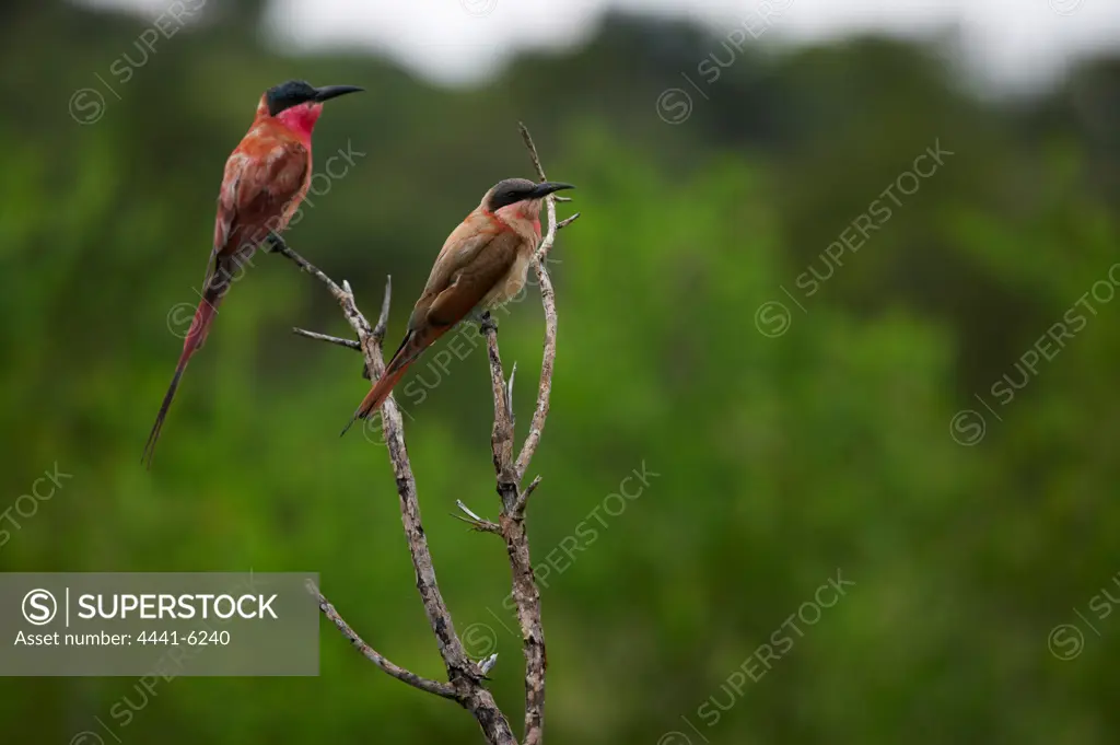 Carmine Bee-eater (Merops nubicoides). MalaMala Game Reserve. Mpumalanga. South Africa