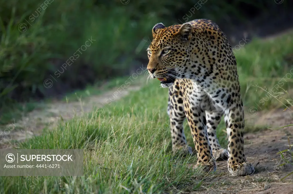 Leopard (Panthera pardus). MalaMala Game Reserve. Mpumalanga. South Africa.
