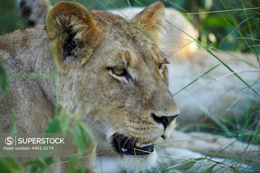 Lioness (Panthera leo). MalaMala Game Reserve. Mpumalanga. South Africa.