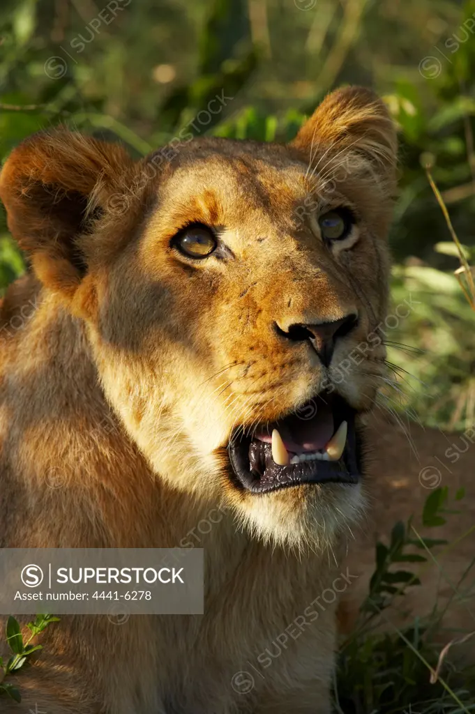 Lioness (Panthera leo). MalaMala Game Reserve. Mpumalanga. South Africa.