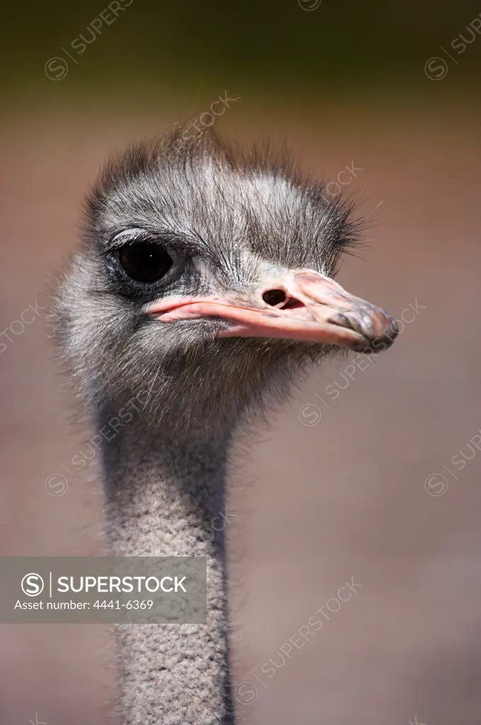 Ostrich (Struthio camelus). Cape Point Ostrich Farm. Cape Town. Western Cape. South Africa