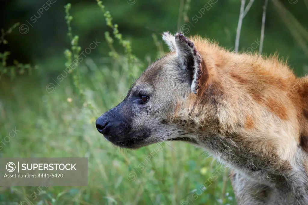 Spotted hyena (Crocuta crocuta). Kruger National Park. Mpumalanga South Africa