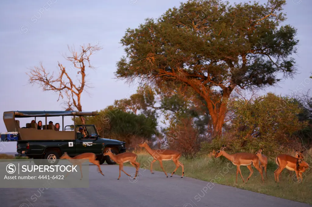 Tourists on game drive watching Impala Aepyceros malampus}. Kruger National Park. Mpumalanga South Africa