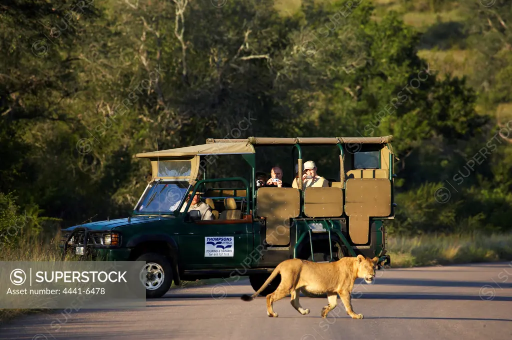 Tourists in safari vehicle watching a Lion (Panthera leo). Kruger National Park. Mpumalanga South Africa