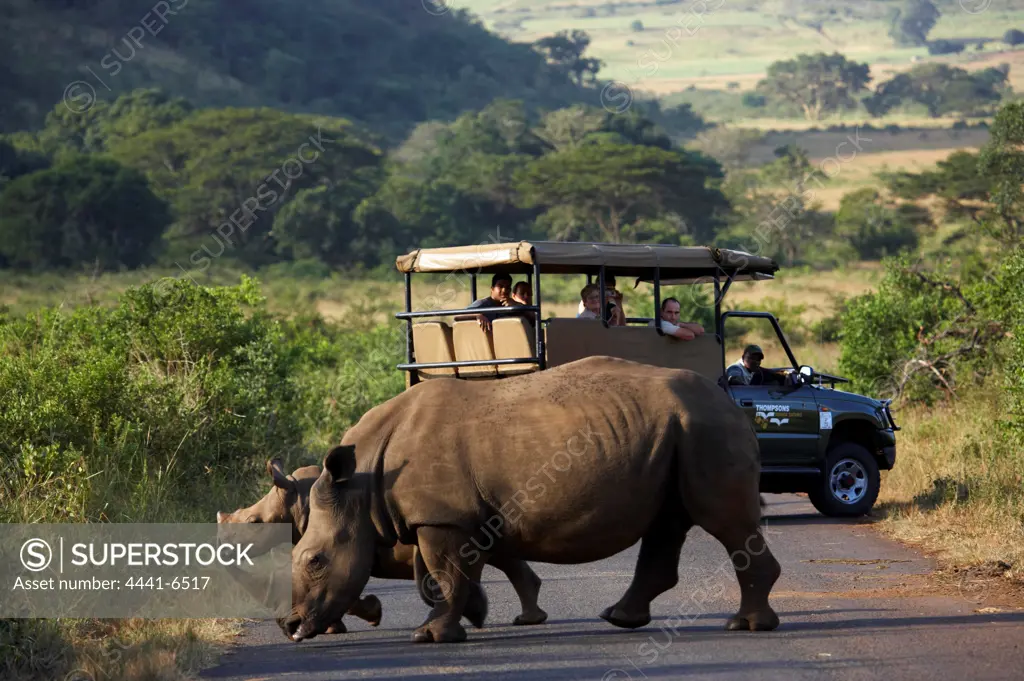 Tourists watching White Rhino (Ceratotherium simum) and calf from game drive vehicle. Hluhluwe Imfolozi Park. KwaZulu Natal. South Africa