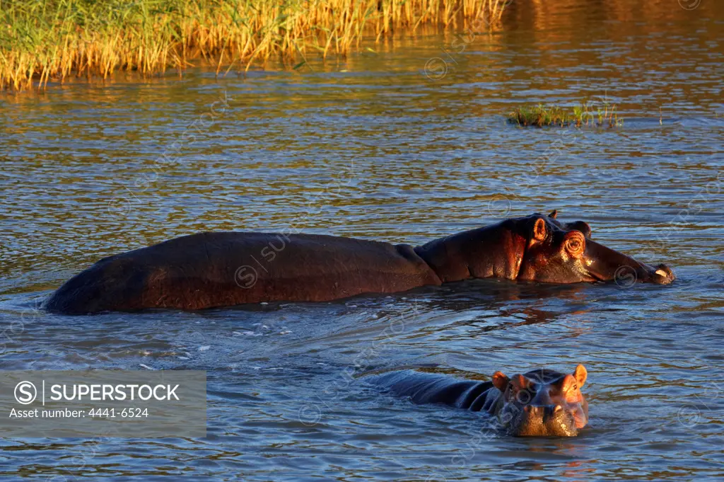Hippo or Hippopotamus (Hippopotamus amphibious). Greater St Lucia Wetland Park. KwaZulu Natal. South Africa