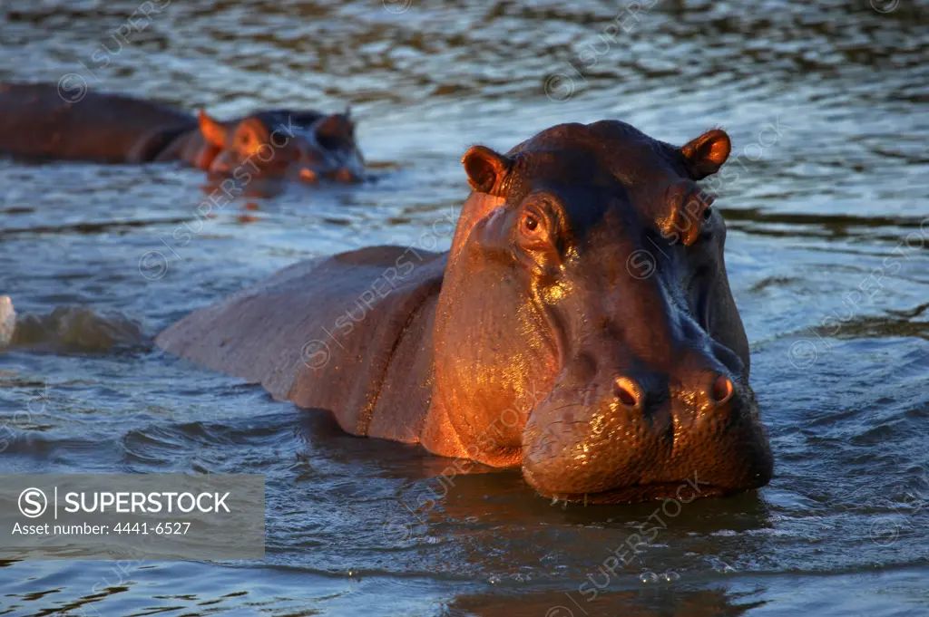 Hippo or Hippopotamus (Hippopotamus amphibious). Greater St Lucia Wetland Park. KwaZulu Natal. South Africa