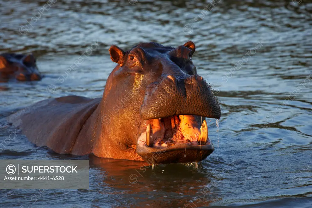 Hippo or Hippopotamus (Hippopotamus amphibious) showing aggression. Greater St Lucia Wetland Park. KwaZulu Natal. South Africa