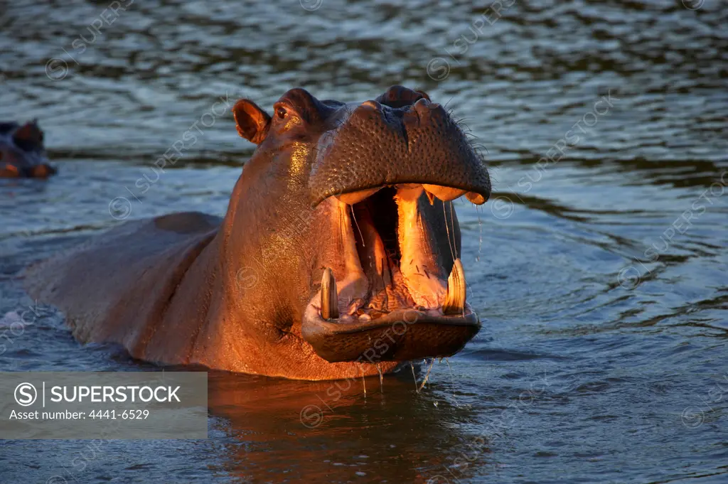 Hippo or Hippopotamus (Hippopotamus amphibious) showing aggression. Greater St Lucia Wetland Park. KwaZulu Natal. South Africa