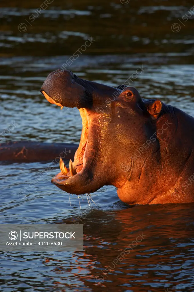 Hippo or Hippopotamus (Hippopotamus amphibious) showing aggression. Greater St Lucia Wetland Park. KwaZulu Natal. South Africa