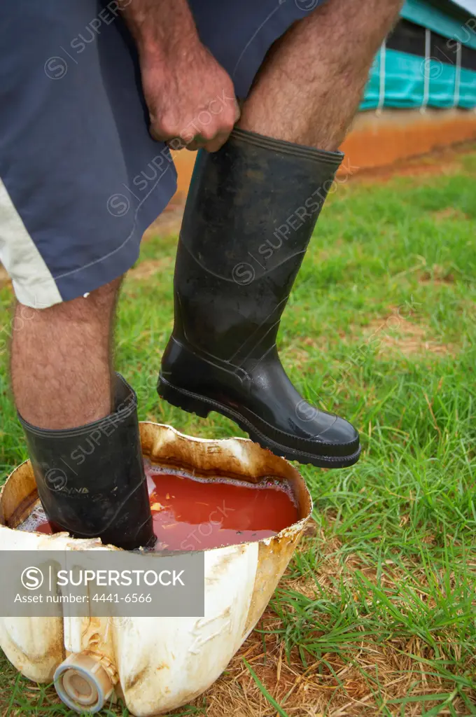 Putting on and disinfecting boots on a poultry farm. Near Howick. KwaZulu Natal. South Africa