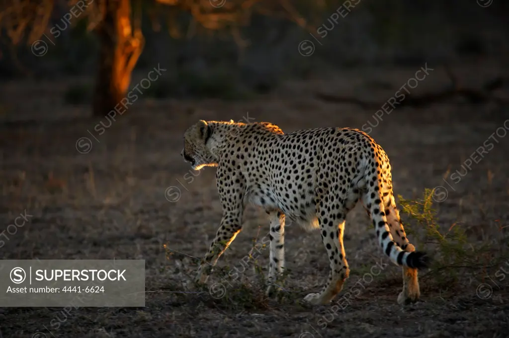 Cheetah (Acinonyx jubatus) . Hluhluwe Imfolozi Park. KwaZulu Natal. South Africa