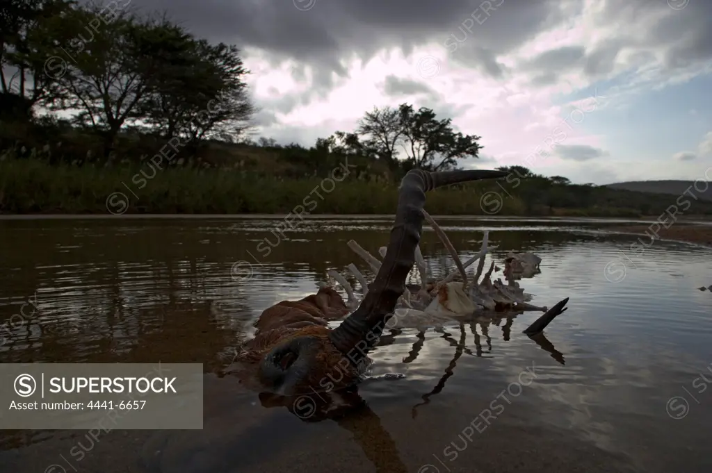 Impala Aepyceros malampus} in White Umfolozi River. Killed by wild dog (Lycaon pictus). Hluhluwe iMfolozi Park. KwaZulu Natal. South Africa