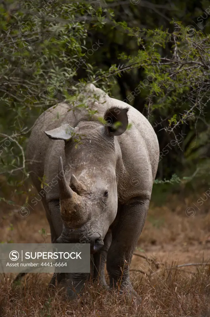 White Rhino (Ceratotherium simum). Hluhluwe Imfolozi Park. KwaZulu Natal. South Africa