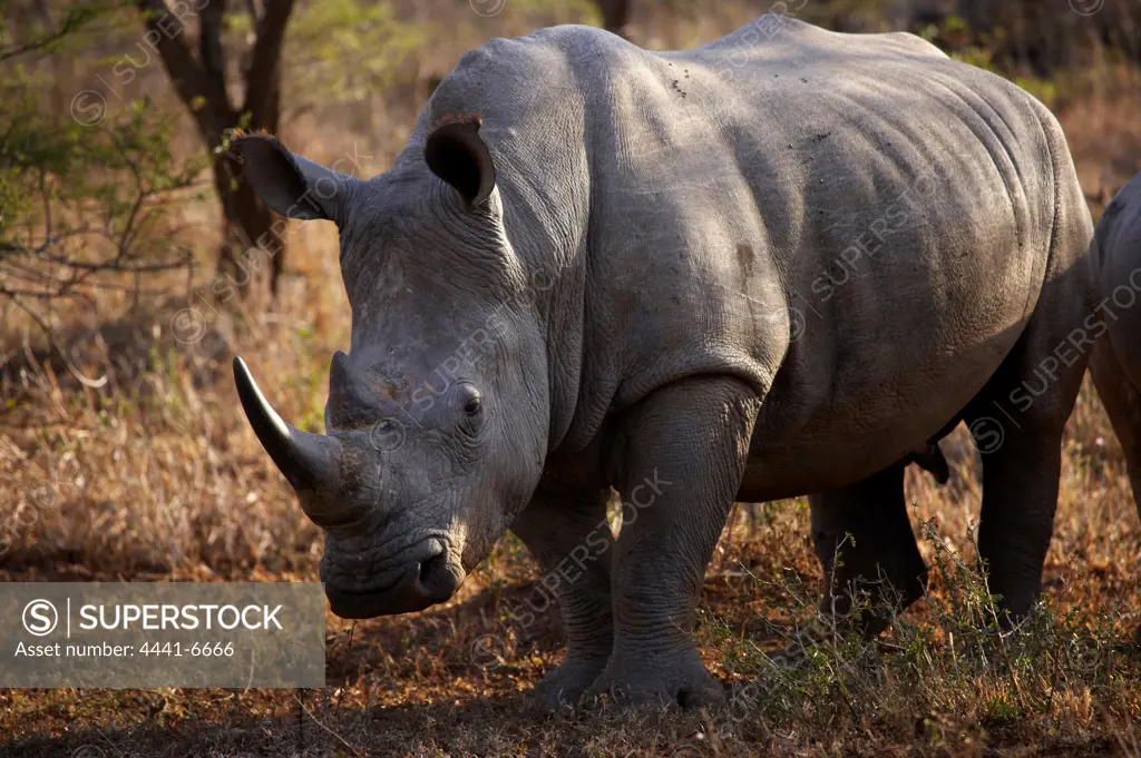 White Rhino (Ceratotherium simum). Hluhluwe Imfolozi Park. KwaZulu Natal. South Africa
