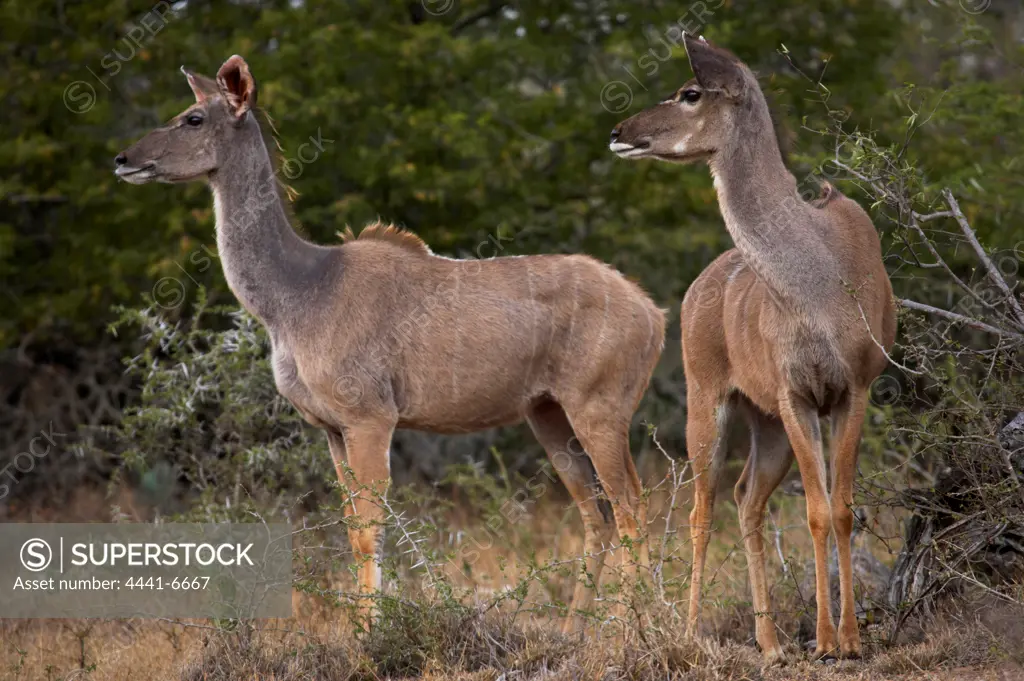 Kudu (Tragelaphus strepsiceros) female. Hluhluwe Imfolozi Park. KwaZulu Natal. South Africa