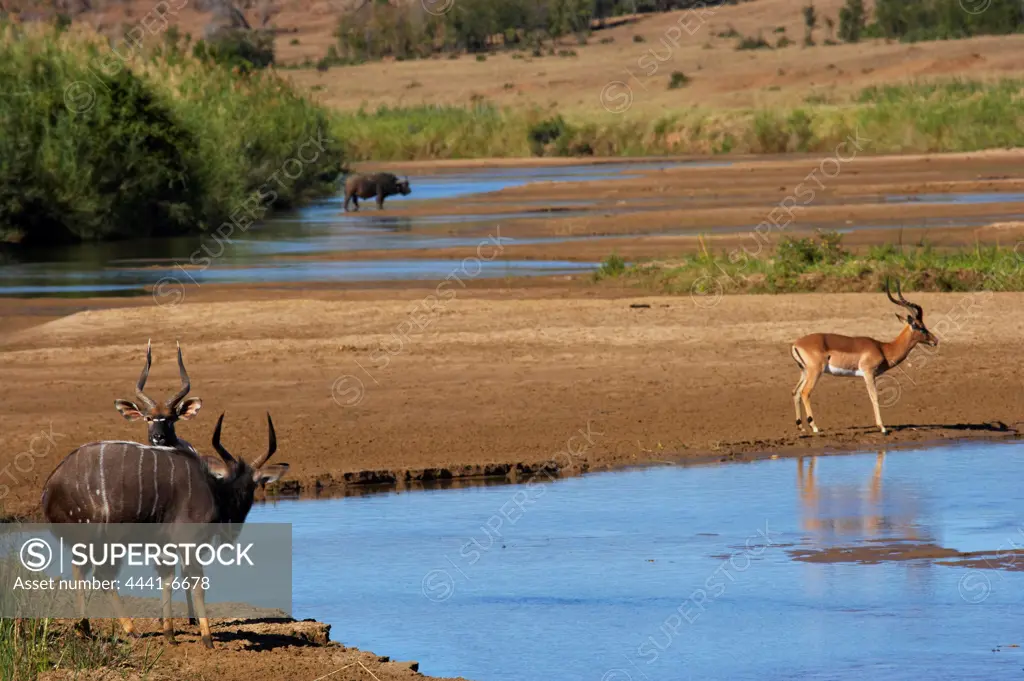 Impala Aepyceros malampus} and Nyala (Tragelaphus angazii) herds. Hluhluwe iMfolozi Park. KwaZulu Natal. South Africa