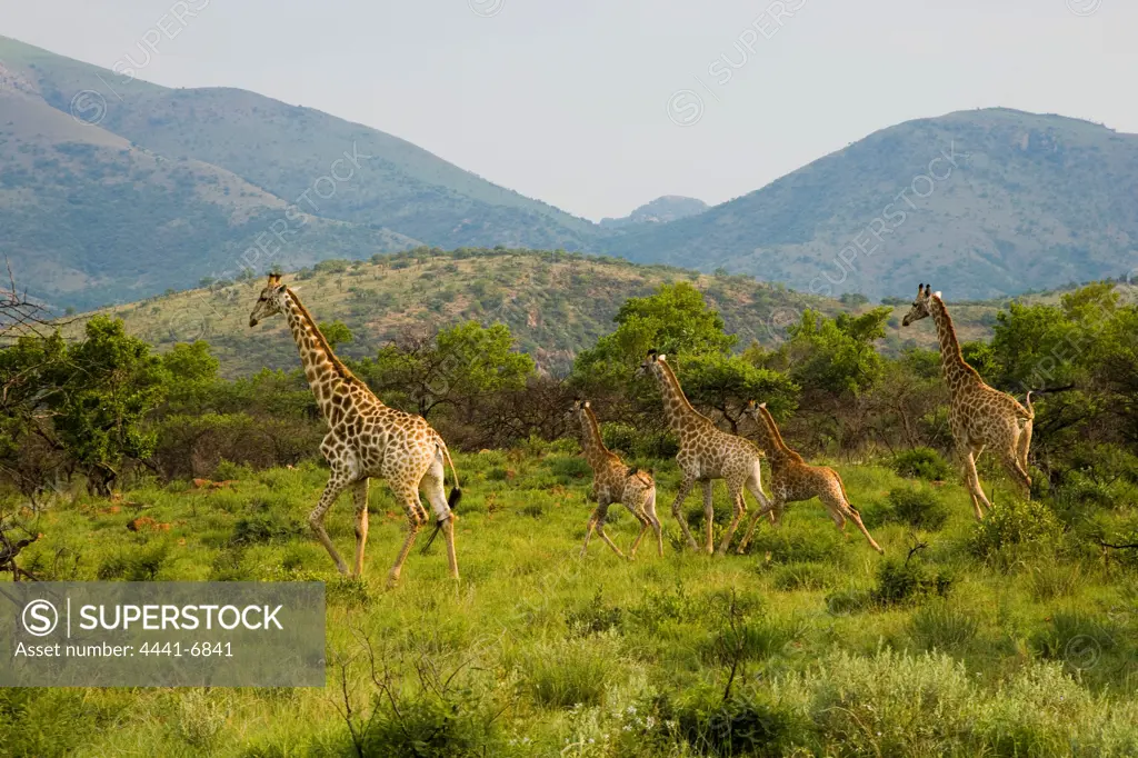 Giraffe Giraffa Camelopardalis}. Songimvelo Game Reserve. Mpumalanga. South Africa