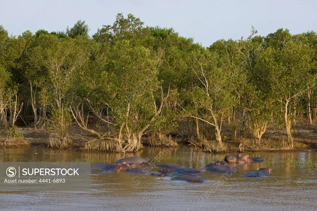 Hippopotamus (Hippopotamus amphibius). Greater St Lucia Wetland Park. KwaZulu Natal. South Africa.