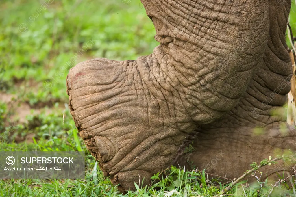 African Elephant Loxodonta Africana}. Hluhluwe iMfolozi Park. KwaZulu Natal. South Africa