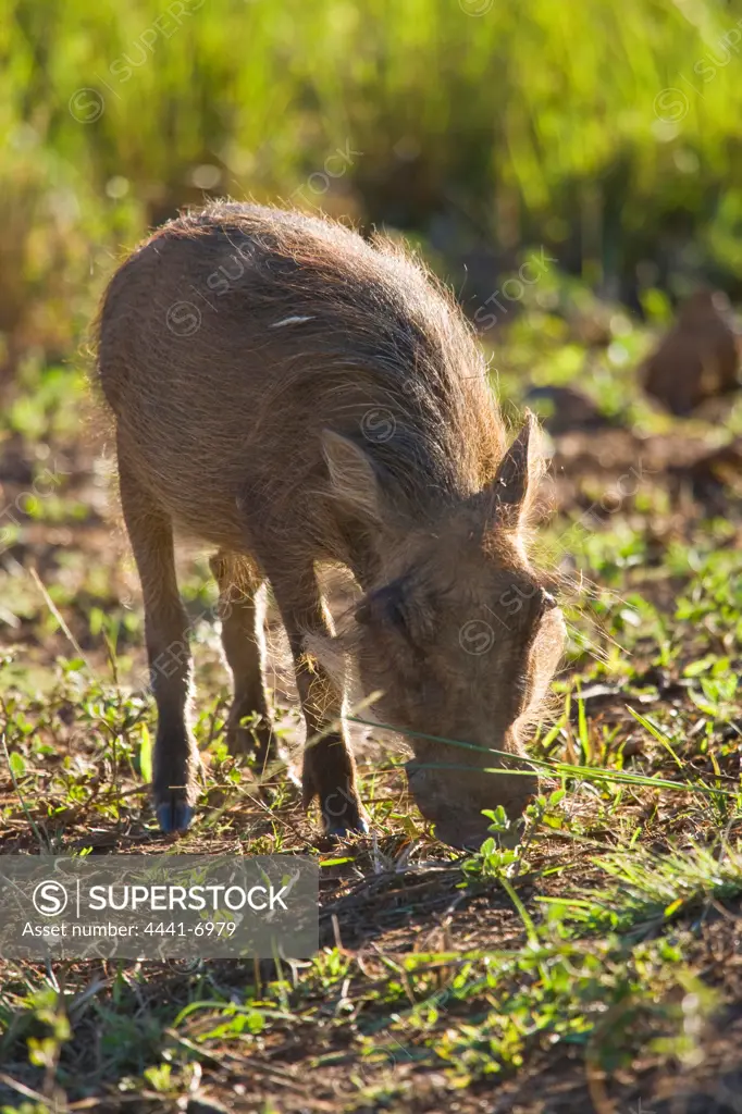 Warthog (Phacochoerus aethiopicus). Itala Game Reserve. KwaZulu Natal. South Africa