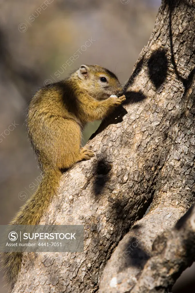 Tree Squirrel (Paraxerus cepapi). Dikhololo. North West Province. South Africa
