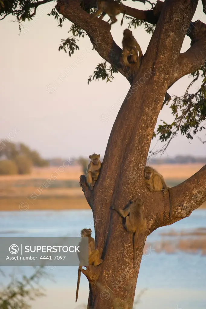 Baboon (Papio hamadryas) Chobe National Park. Botswana