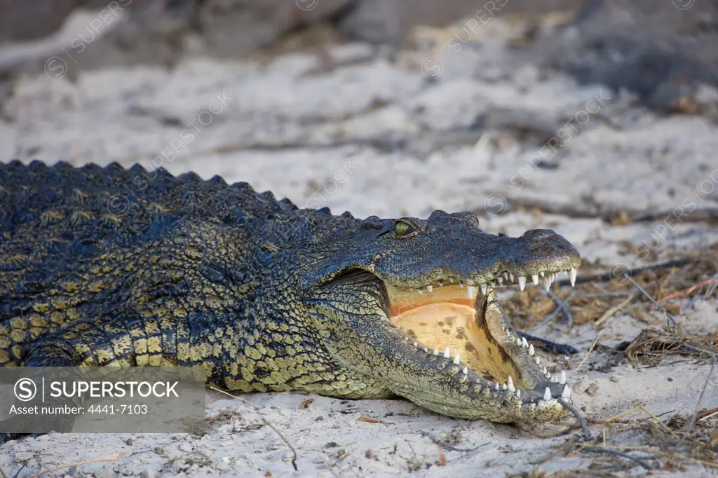 Crocodile (Crocodylus acutus ). Chobe National Park. Botswana