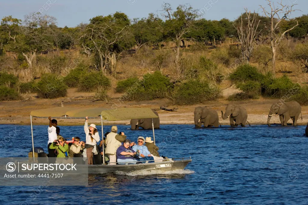Tourists on a boat cruise on the Chobe River viewing Elephant (Loxodonta Africana). Chobe National Park. Botswana