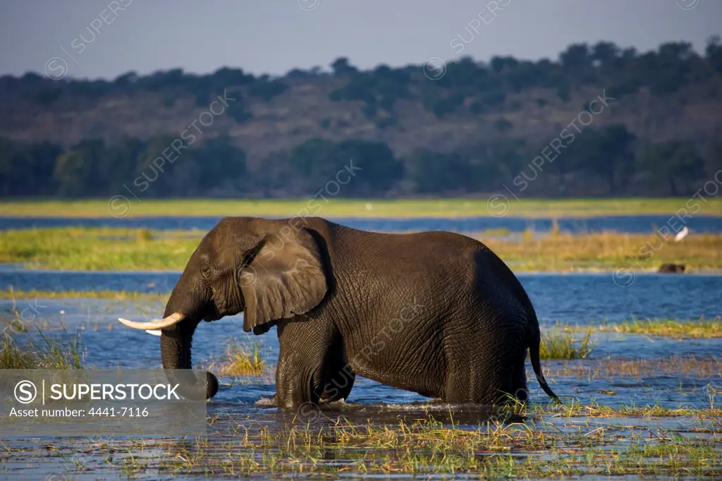 Elephant (Loxodonta Africana) Chobe National Park. Botswana