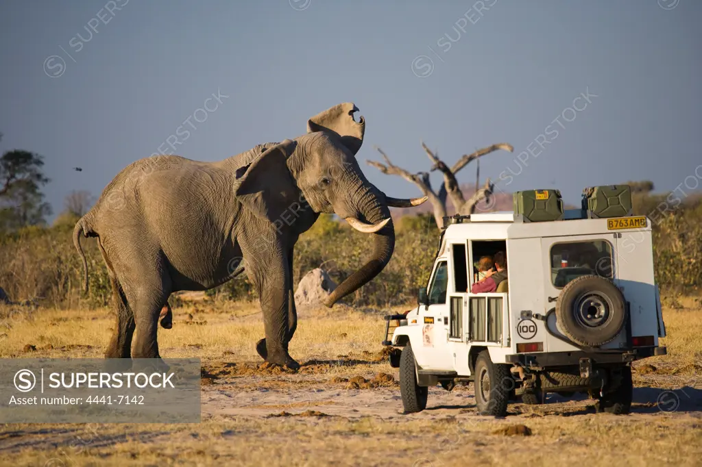 Tourists in Game Drive vehicle watching Elephant (Loxodonta africana) at Pump Pan. Savuti. Chobe National Park. Botswana