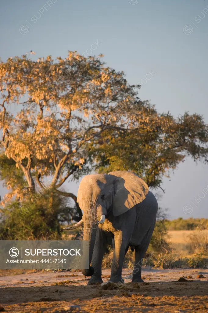 Elephant (Loxodonta africana) at Pump Pan. Savuti. Chobe National Park. Botswana