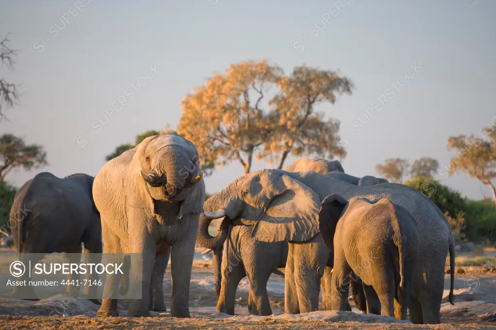 Elephant (Loxodonta africana) at Pump Pan. Savuti. Chobe National Park. Botswana