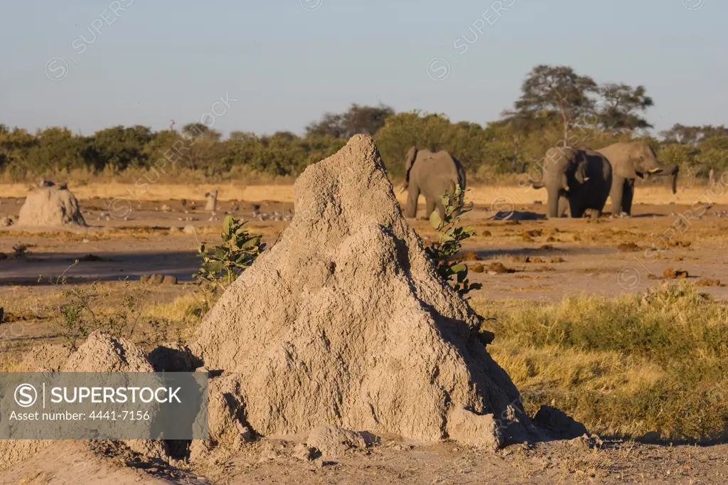 Elephants and Termite Mound. Savuti. Chobe National Park. Botswana