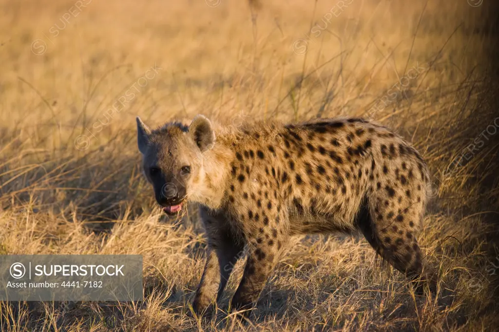 Spotted Hyena, or Laughing Hyena, (Crocuta crocuta). Moremi National Park. Botswana