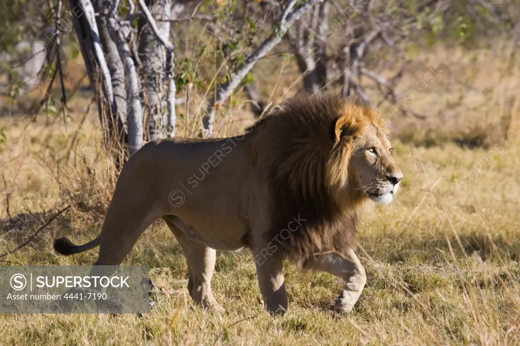 Lion (Panthera leo). Moremi National Park. Botswana