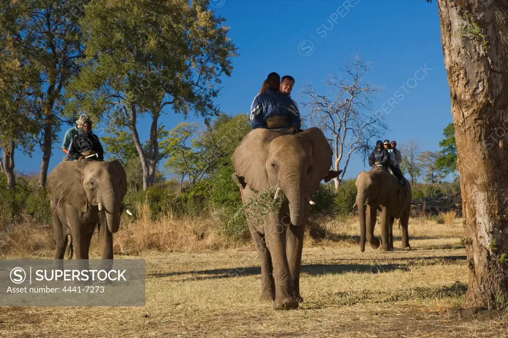 Elephant Back Safari. Victoria Falls. Zimbabwe