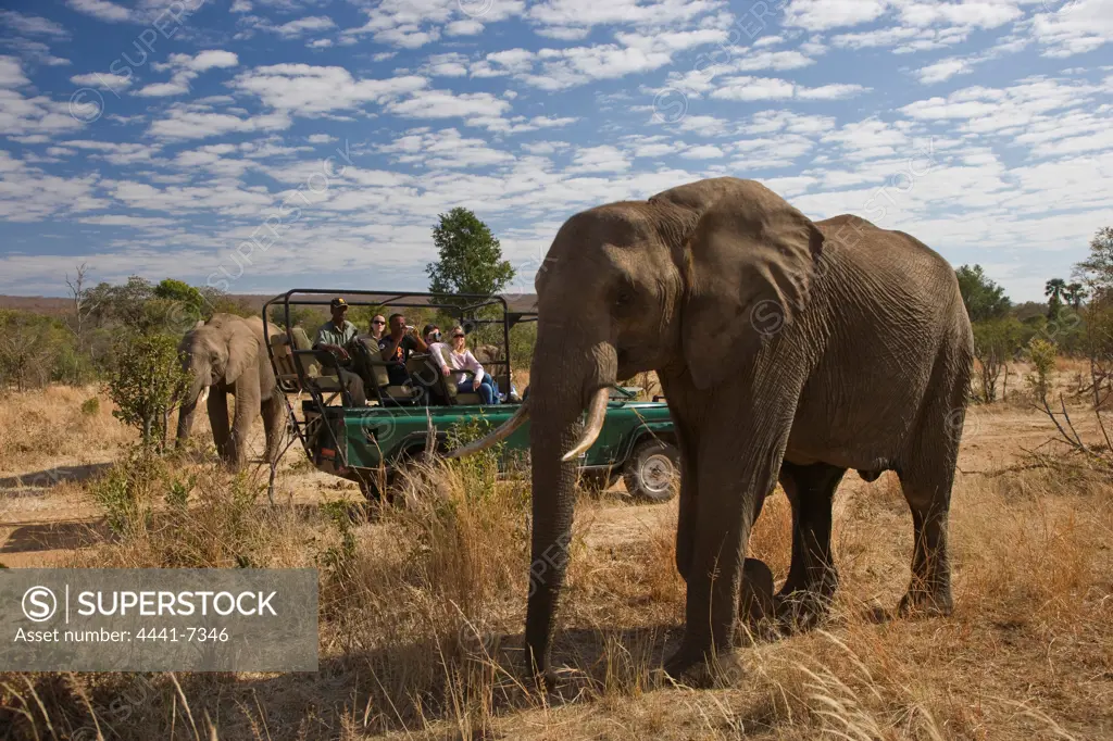 Tourists on a game drive looking at an African Elephant Loxodonta africana}. Victoria Falls. Zimbabwe