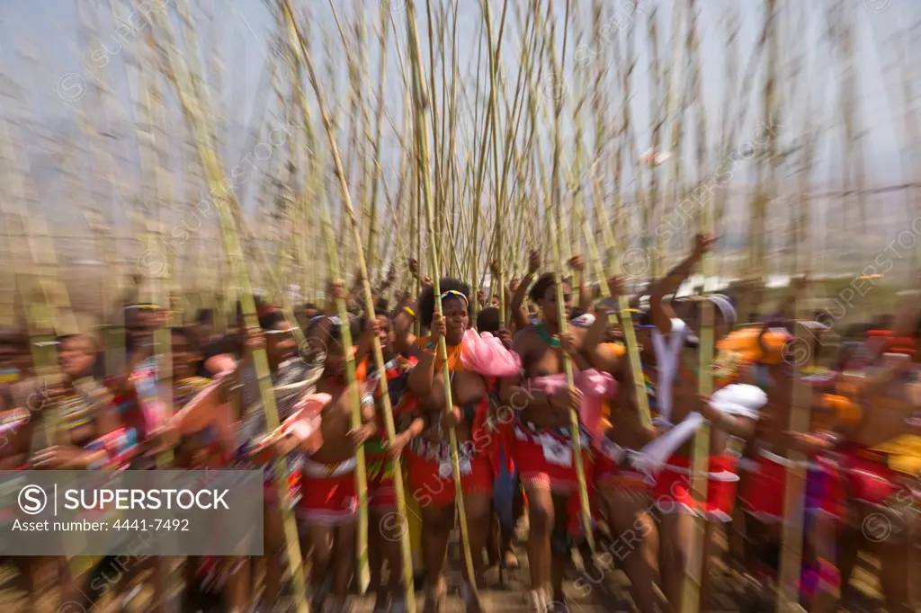 Zulu girls taking reeds as a symbol of their virginity to the King at the Zulu Reed Dance. eNyokeni Royal Palace. Nongoma. KwaZulu Natal. South Africa