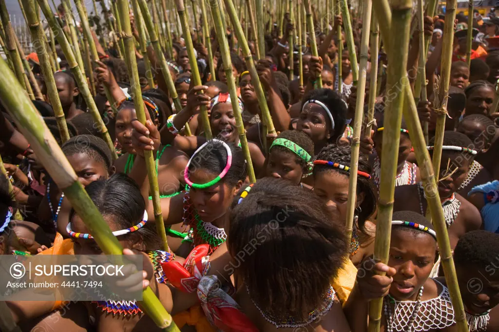 Zulu girls in traditional dress carrying reeds as a symbol of their virginity to the King. Zulu Reed Dance. eNyokeni Royal Palace. Nongoma. KwaZulu Natal. South Africa