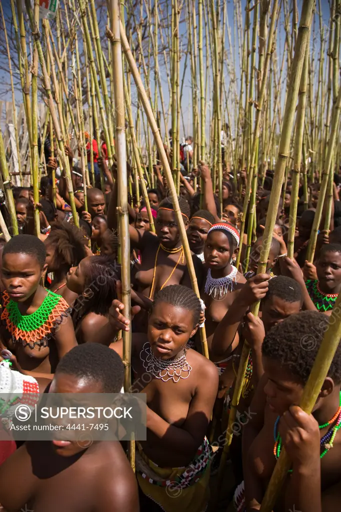 Zulu girls in traditional dress carrying reeds as a symbol of their virginity to the King. Zulu Reed Dance. eNyokeni Royal Palace. Nongoma. KwaZulu Natal. South Africa