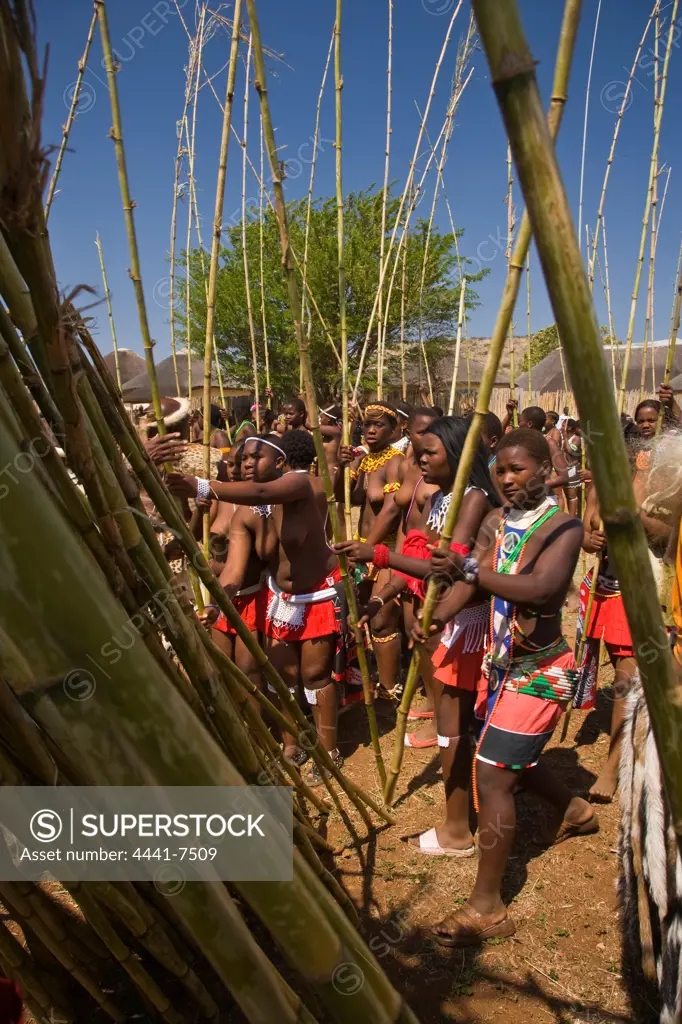 Zulu girls in traditional dress delivering reeds to the King as symbols of their virginity. Zulu Reed Dance. eNyokeni Royal Palace. Nongoma. KwaZulu Natal. South Africa