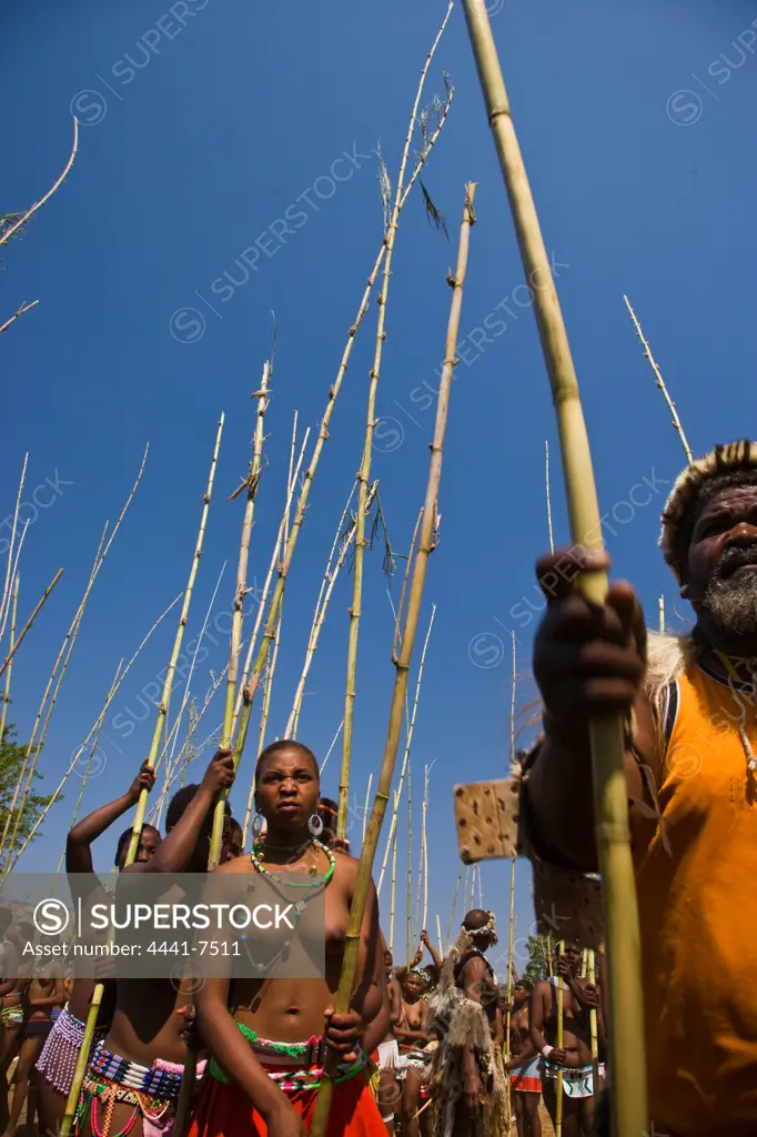 Zulu girls in traditional dress delivering reeds to the King as symbols of their virginity. They are assisted in stacking them by elders. Zulu Reed Dance. eNyokeni Royal Palace. Nongoma. KwaZulu Natal. South Africa