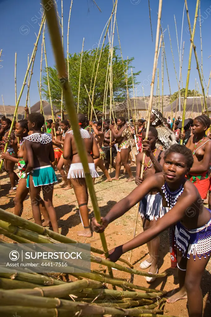 Zulu girls in traditional dress delivering reeds to the King as symbols of their virginity.  Zulu Reed Dance. eNyokeni Royal Palace. Nongoma. KwaZulu Natal. South Africa