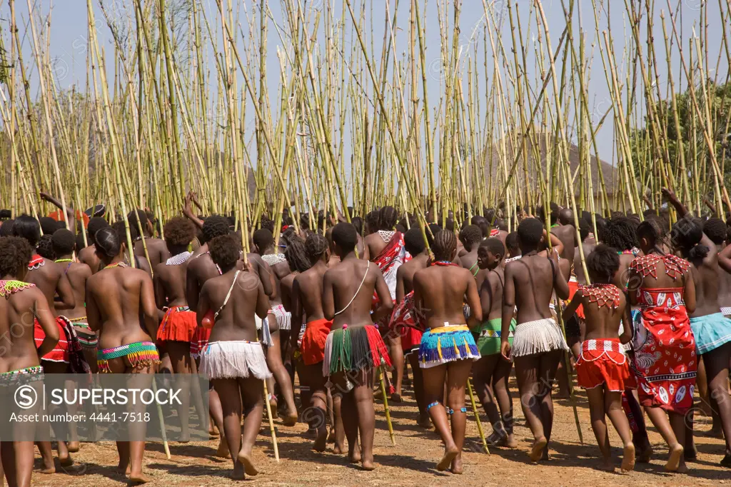 Zulu girls in traditional dress delivering reeds to the King as symbols of their virginity at the Zulu Reed Dance. eNyokeni Royal Palace. Nongoma. KwaZulu Natal. South Africa