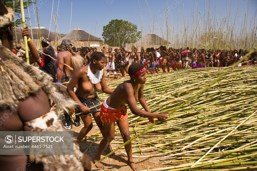 Zulu girls in traditional dress delivering reeds to the King as symbols of their virginity. They are assisted in stacking them by elders.Zulu Reed Dance. eNyokeni Royal Palace. Nongoma. KwaZulu Natal. South Africa