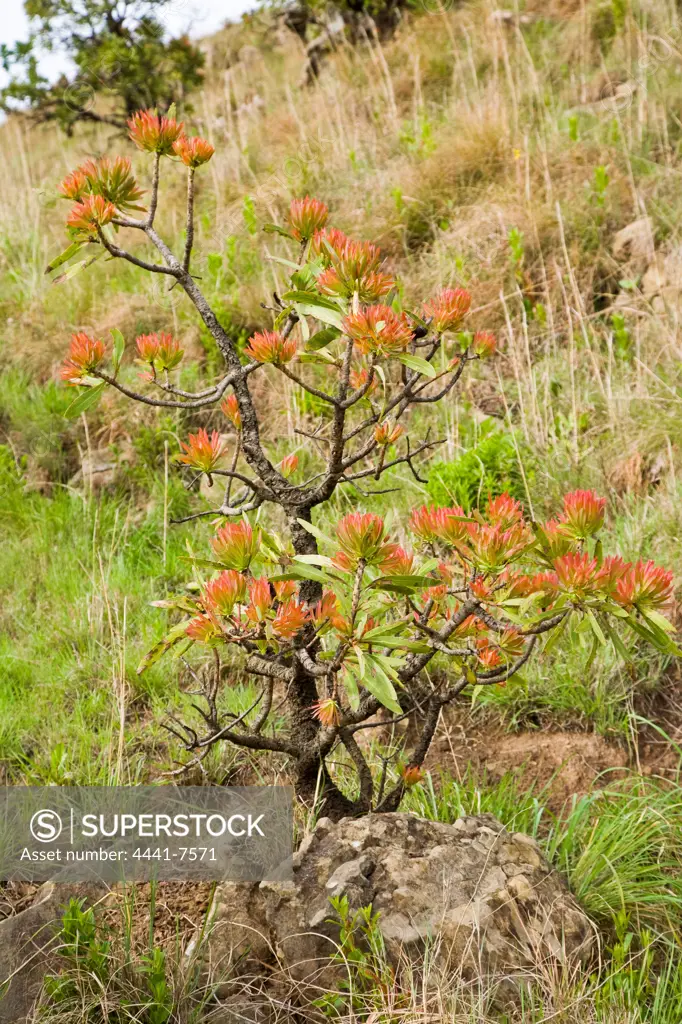 Common Protea or Sugarbush (Protea caffra) The Cavern. Nothern Drakensberg. KwaZulu Natal. South Africa