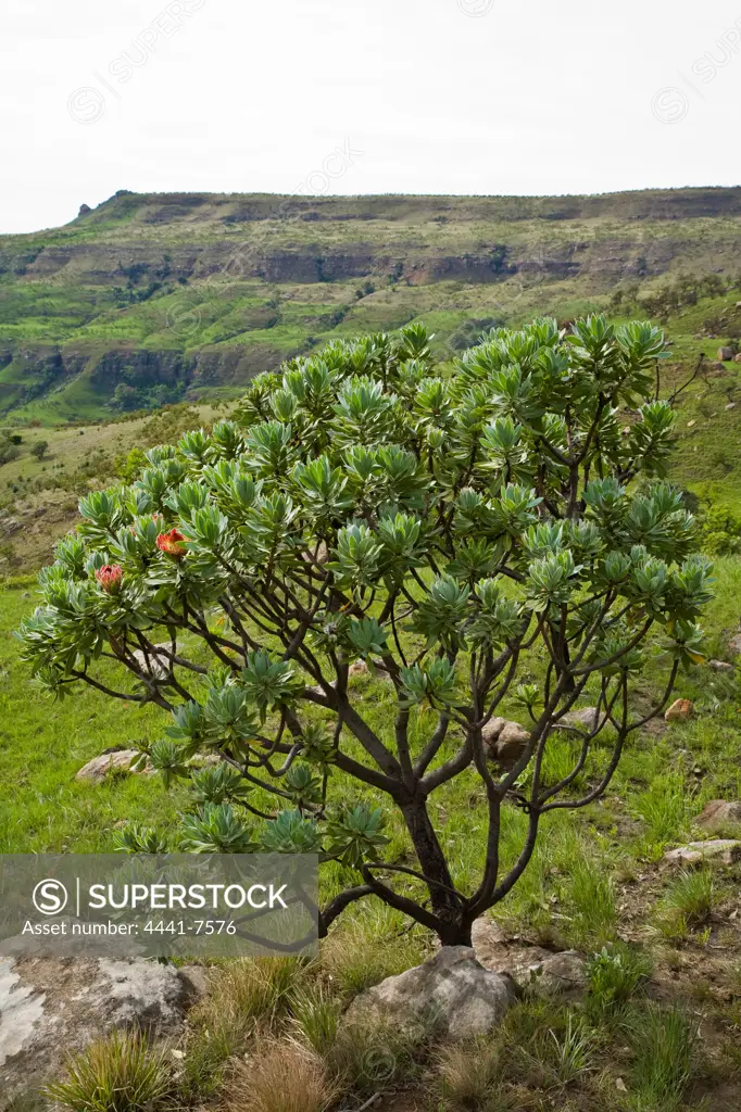 Silver Protea or Sugarbush (Protea roupelliae). The Cavern. Nothern Drakensberg. KwaZulu Natal. South Africa